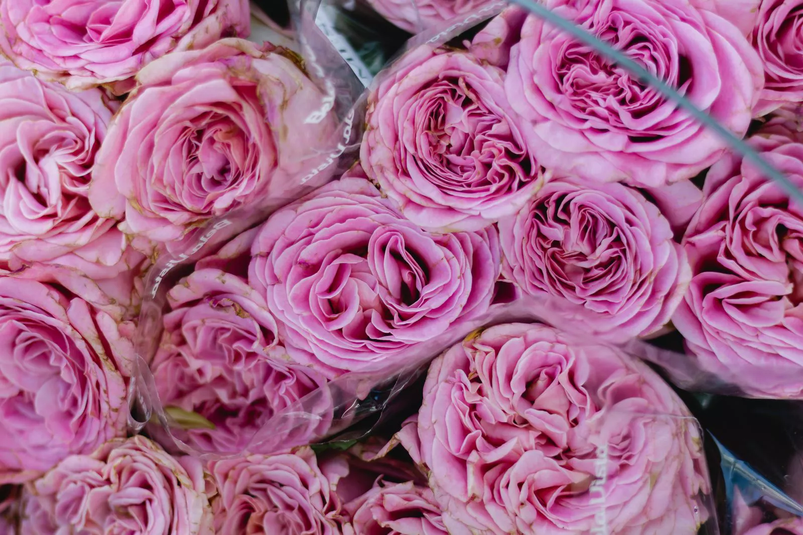 Blushing Rose
